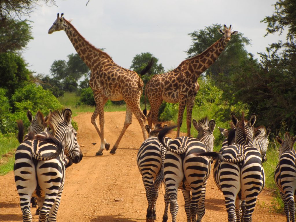 Travel Bucket list bonus destination #6: Giraffes and zebra on the great migration in Tanzania