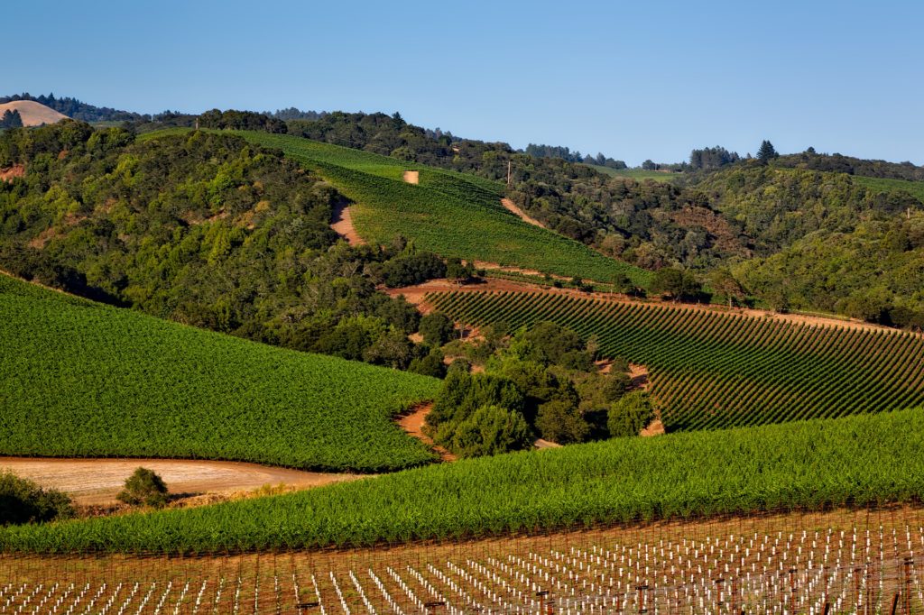 vineyard-napa valley