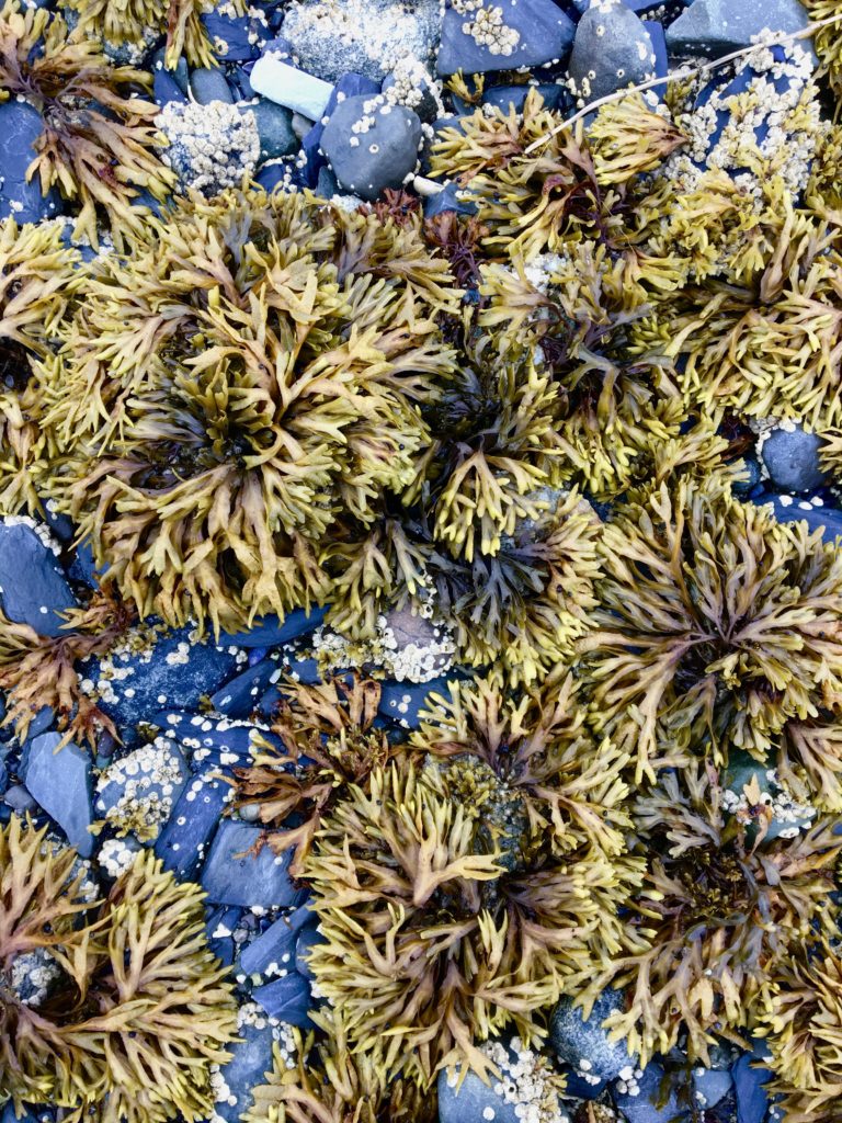 seaweed on Colt Island, near Juneau