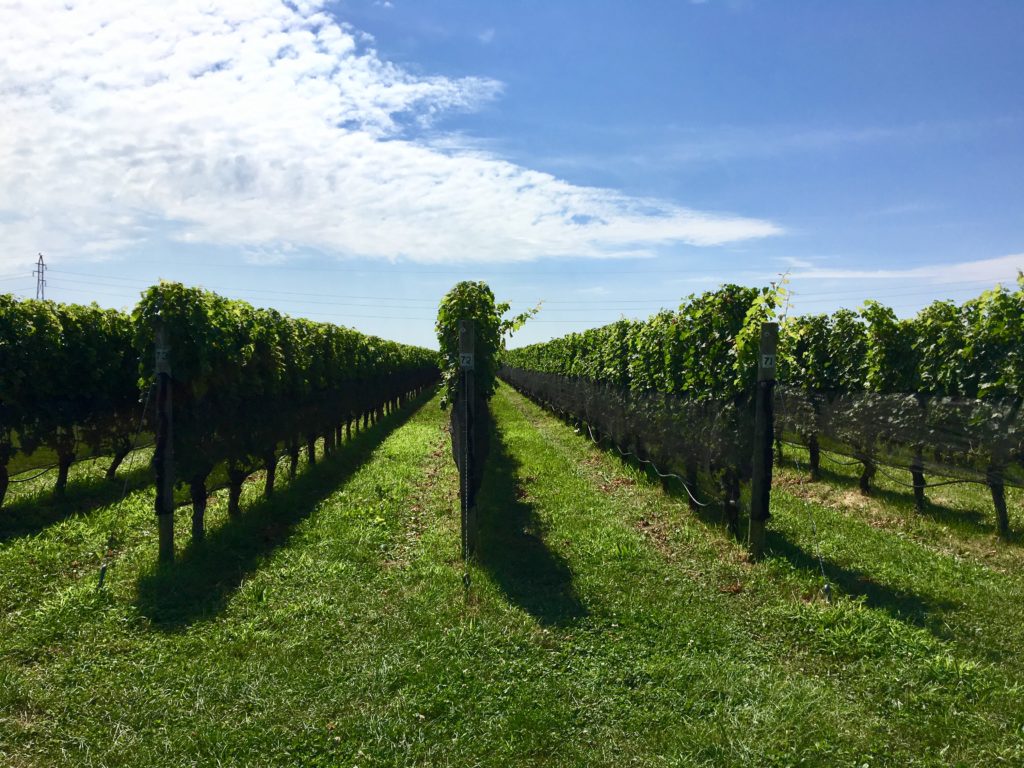 The vineyards of the North Fork