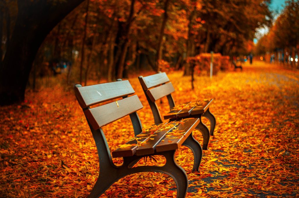 A park bench surrounded by orange and red leaves of fall