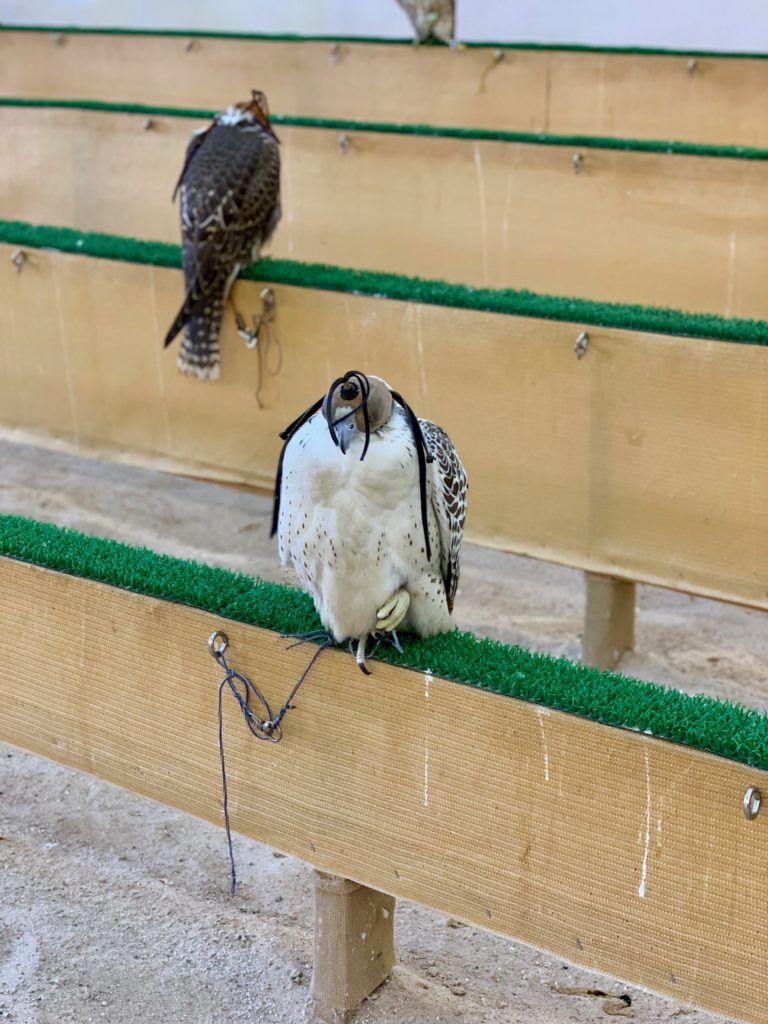 falcons-at-the-falcon-souk-at-Doha