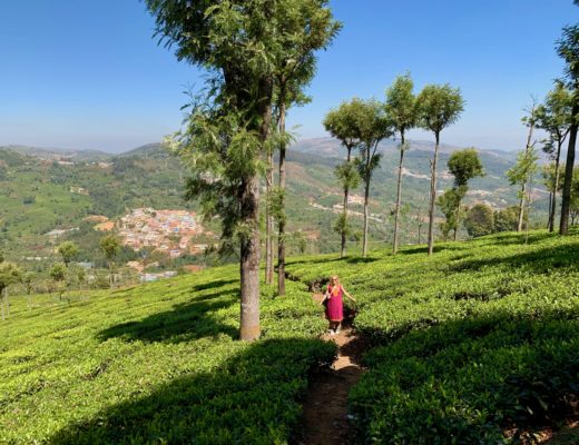 Lets-Be-Merry-Things-To-Do-in-Ooty-merry-among-tea-fields-kotagiri
