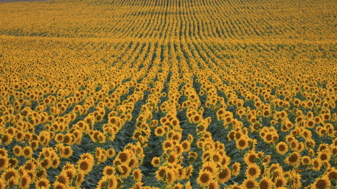 monthly-round-up-august-sunflowers