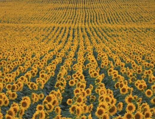 monthly-round-up-august-sunflowers