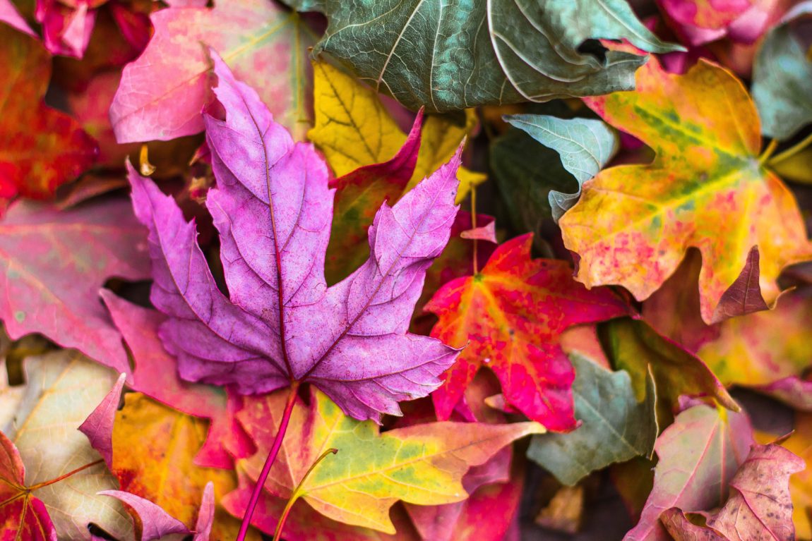 september-the-monthly-round-up-fall-colored-leaves