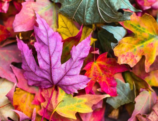 september-the-monthly-round-up-fall-colored-leaves