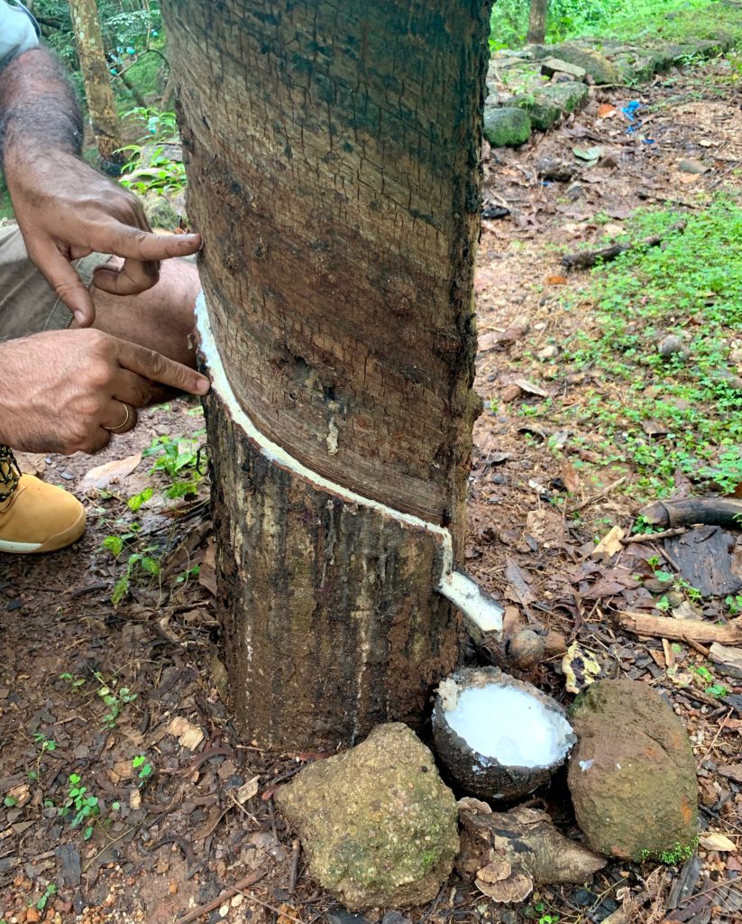 tapping-a-rubber-tree