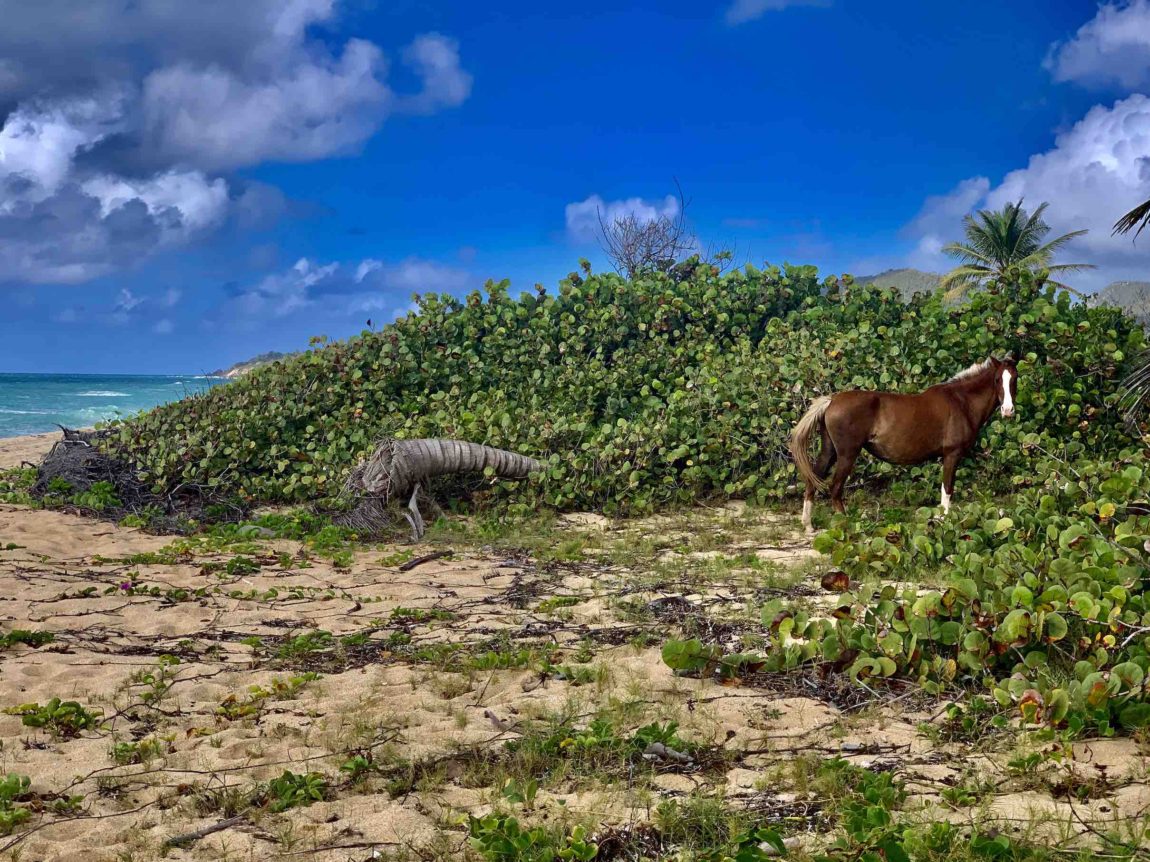 a-wild-horse-in-vieques-puerto-rico