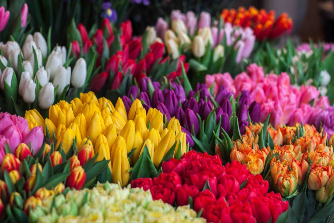 life's-simple-pleasures-tulips