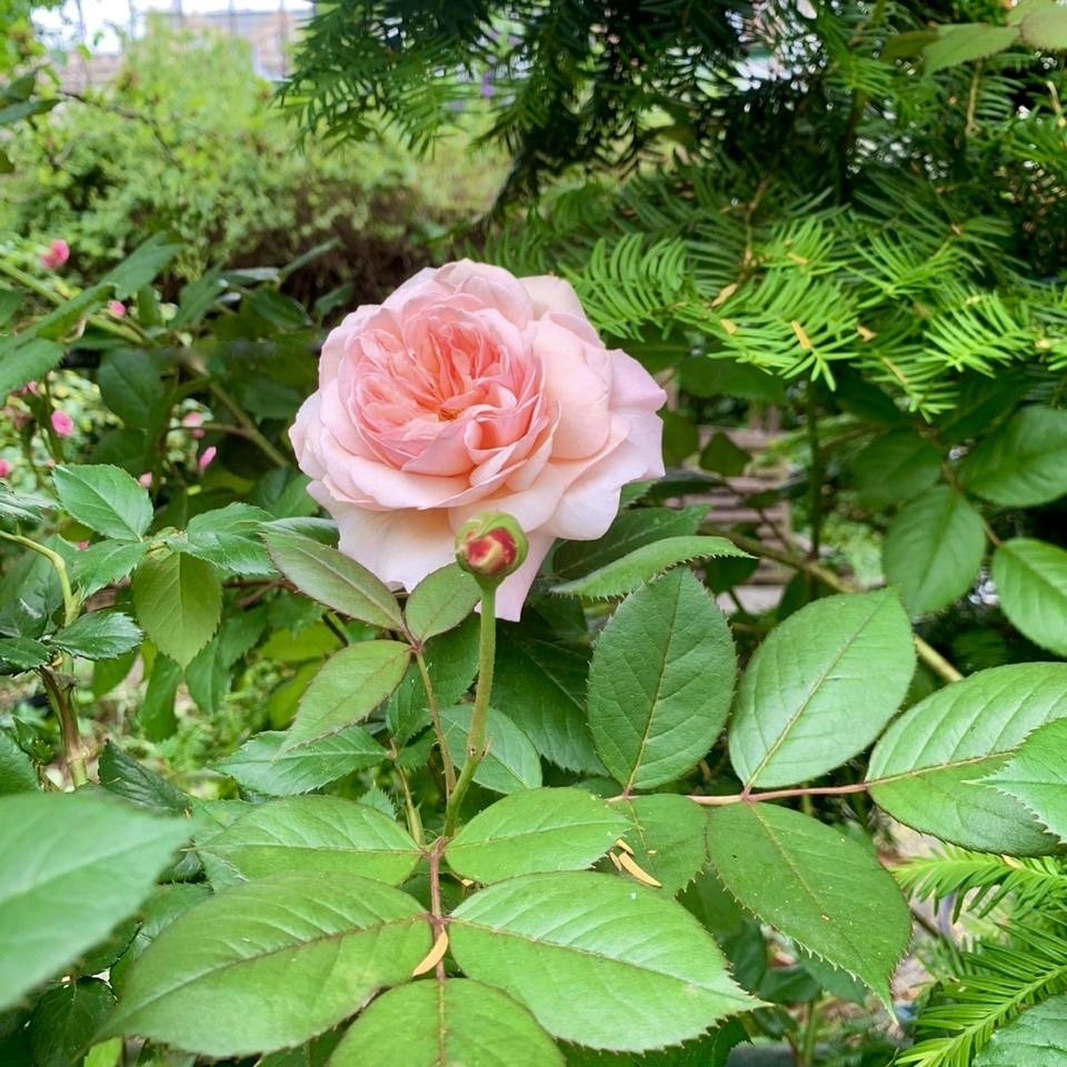 may-2020-monthly-round-up-roses-in-the-garden