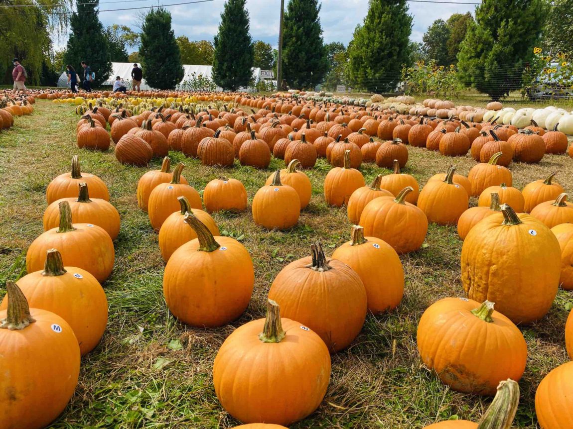 5 Great Fall Day Trips from NYC Let's Be Merry