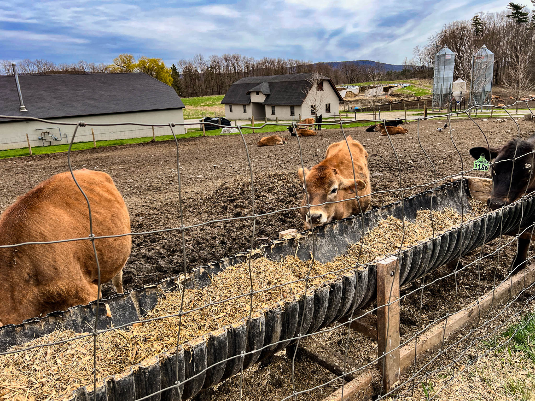 cows-high-lawn-farm-berkshires-massachusetts